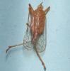 Neomiasa telifera
